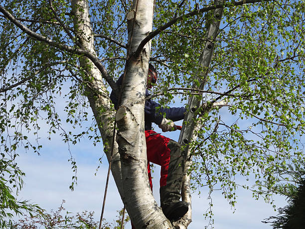 How Our Tree Care Process Works  in  Valley, NE